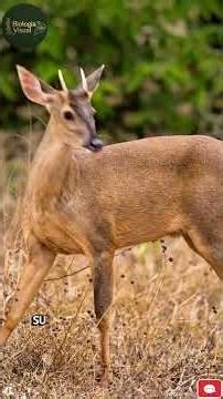 Venados de Colombia: Las 3 especies nativas que habitan nuestros ecosistemas 🦌🇨🇴