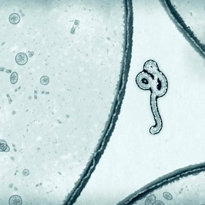 116 reactions · 11 shares | New antiviral therapies for influenza, Zika, and Ebola are being researched by way of the Frontera supercomputer, developed by TACC. | Intel | Facebook