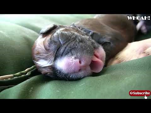 Mother Dog Giving Birth to Puppies and Eating Placenta
