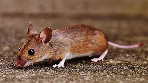 How to Get Rid of Mice in Walls | The Smarter Way in 2023
