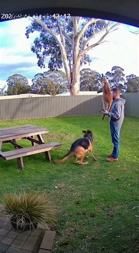 German Shepherd Scares Kangaroo Away Seconds Before Backyard Attack
