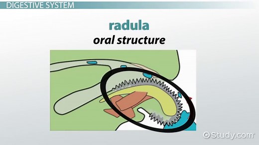 Mollusk & Phylum Mollusca | Characteristics, Types & Examples