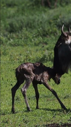 Great Wildebeest Migration - Calving Season | Asilia Africa