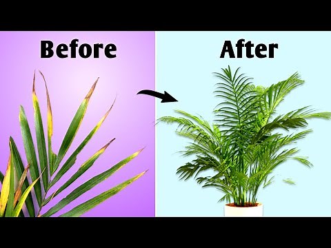 Do This! - Your Areca Palm Will Grow Fast// Areca Palm Care Indoor