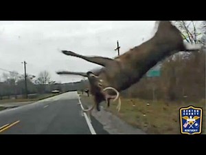 Police footage shows how to react when a deer crosses the road