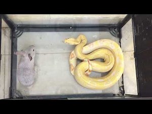 WARNING! Live Feeding | Albino Boa Eating Rabbit