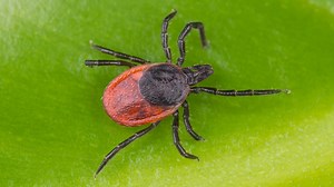 5 Types of Ticks Found In Ontario! (ID GUIDE)