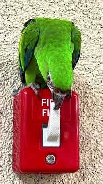 What’s a key activated fire alarm pull station