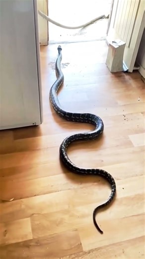 Reticulated Python Enters a House – Shocking Wildlife Moment #naturelovers #animalshorts