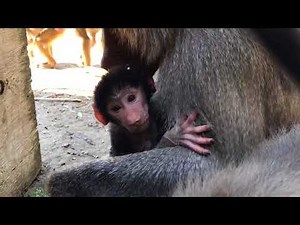Baby Hamadryas Baboon Born at Oakland Zoo