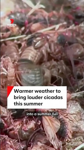 Cicadas set to swarm Australia's east coast this summer
