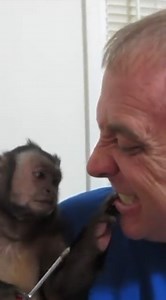 2.8K views · 499 reactions | Capuchin MonkeyBoo is a Dentist! Dr. MonkeyBoo uses screwdrivers for dental work! OUCH! Would you let MonkeyBoo DDS give you an exam? Don’t forget to share this video with your friends! | MonkeyBoo | Facebook