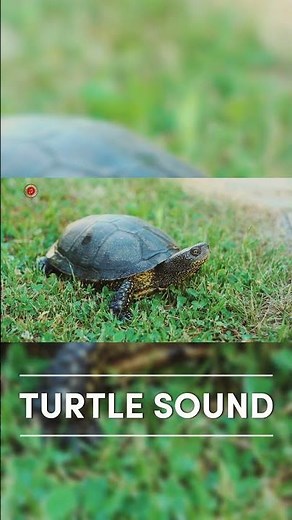 Real Turtle Sounds | High Quality | Cute Turtle Sound Experience! | 4K #shorts