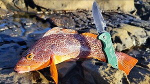 121K views · 2.4K reactions | Back to the Rocks: Catching and Cooking Seafood Fresh from the Ocean 撚 #fishing #catching #cook | Fisherman's Life | Facebook