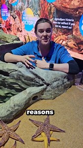 2.4K views · 25 reactions | Meet the animals in our Rocky Shores!  Join Jacinta and Cat as they introduce you to the little rock stars that linger along the Victorian coastline. #sealifemelbourneaquarium #rockyshores #visitmelbourne #melbourneaquarium | SEA LIFE Melbourne Aquarium | Facebook
