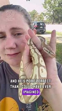 Introducing: MOON PIE! 🌙 🐍 Our new Special Needs Ball Python that We Adopted from Snake Discovery!