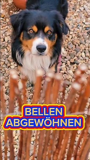 How to stop your dog from barking‼️ #dogtraining #doglove #australianshepherd