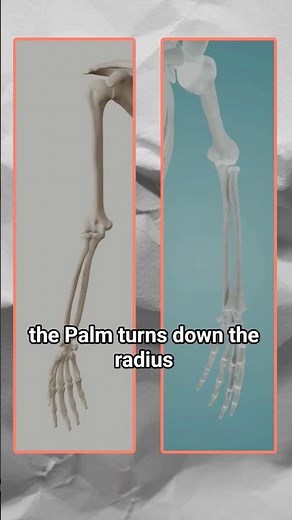 Forearm Bones explained | Anatomy for Artists