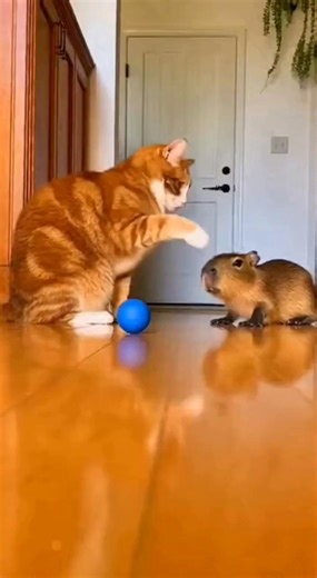 Cat vs. Giant Capybara (Wait for the staring contest) 😳🛑 Cat caught bullying the gentle baby by Mom Capybara.. #capybara #cat #coconutdoggy #funnyanimals #instantregret #shortsreels | Amazing recipes