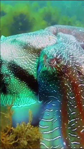 Incredible Octopus Escape Artist Unscrews Jar Lid | Smartest Sea Creature in Action