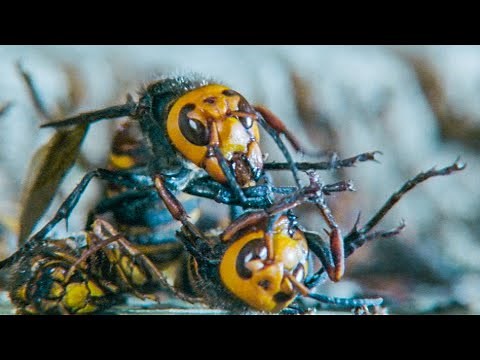 Giant Hornets Massacre Yellow Hornets | Buddha Bees and The Giant Hornet Queen | BBC Earth
