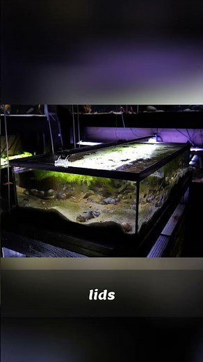 50 Gallon Fish Tank Costs & DIY Lids Is It Worth It