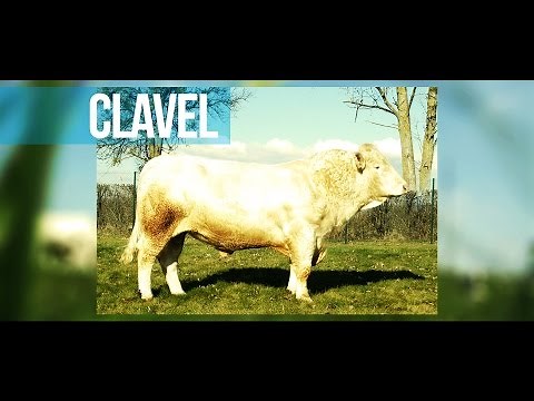 Clavel - Un accouplement réussi pour un excellent compromis