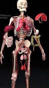 A Full Journey Inside the Human Body 😳🔥 . . Take a full 3D journey inside the human body — from the beating heart and expanding lungs to the liver, stomach, intestines, and the entire vascular system. This animation reveals how every organ is positioned, connected, and protected inside your body, layer by layer. Watch how the diaphragm moves, how the ribs shield the chest, and how the digestive system folds perfectly inside the abdominal cavity. From bones and muscles to arteries, veins, and o