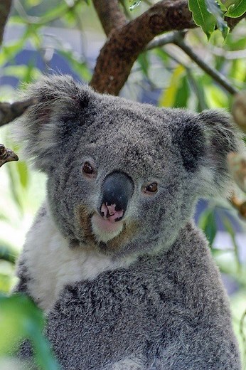 Animaux en Australie : tout savoir pour les observer sur place