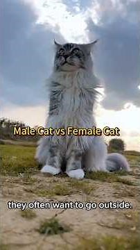 Male vs Female Cats | Key Differences in Behavior, Personality and Grooming #Cats #MaleCats