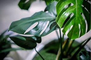 What Causes Sticky Plant Leaves: The Causes & Solutions - Flourishing Plants