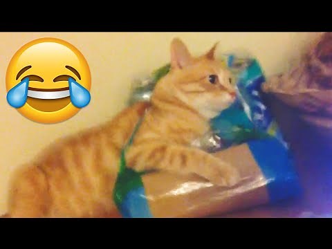 Epic Cats Fails Compilation - Funniest Cat Videos || PETASTIC 🐾