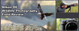 Nikon D6 Wildlife Photography Review - Backcountry Gallery
