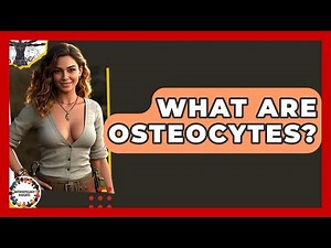 What Are Osteocytes? - Anthropology Insights