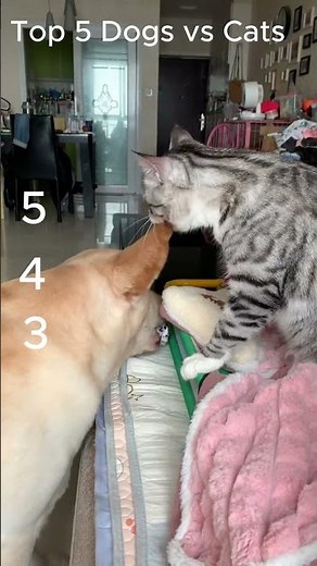 Top 5 Dogs vs Cats 🐶🐱 | Who’s the Real Winner?