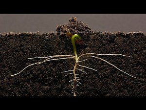 The Life Cycle of a Bean Plant