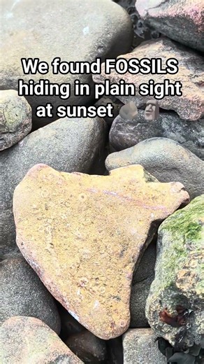 I found FOSSILS hiding in plain sight at sunset 🌊🪨#portishead #fossilhunting #greatbritain