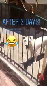 PARVO SURVIVOR !!! NANO SILVER ORIGINAL !! For inquiries, send us a private message. WE OWN the ONE and ONLY original TRADEMARK of NANO SILVER, registered since Sept 2018 under IPO (Intellectual Property Office) registration # 42018009131. Black with luxury silver stamp is our label. Beware of online sellers with non-registered IPO brand name copying/riding on the popularity of our registered brand. Trademark infringement is a criminal offense. Call IPO office for Trademark verification 238-6300