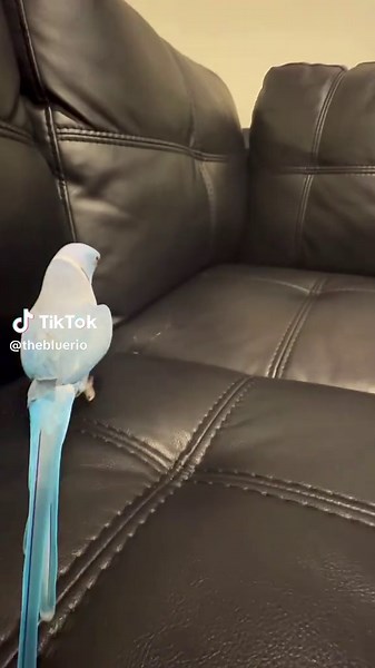 hi babe🥰 #indianringneck #talkingparrot #iloveyou #fyp | parrots