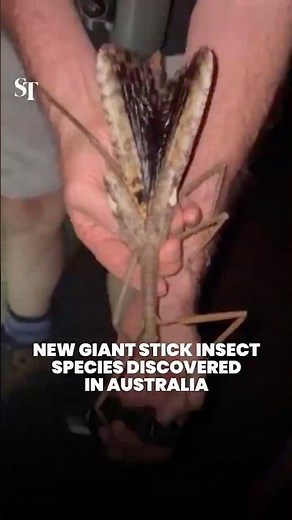 New giant stick insect species discovered in Australia