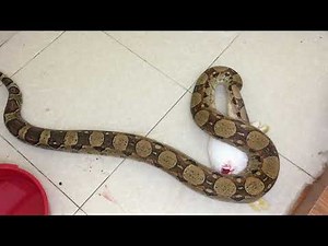 Warning! Live Feeding ٍSnake | Boa Vs Rabbit | افتراس