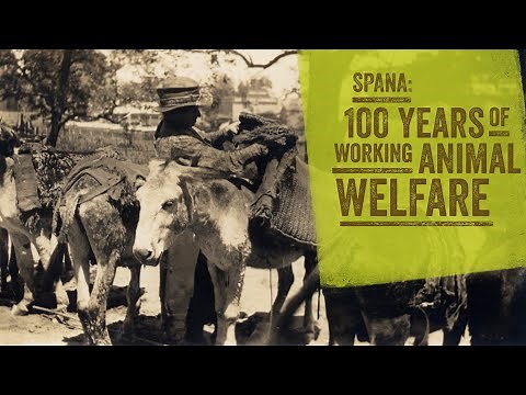 SPANA: 100 Years of Working Animal Welfare