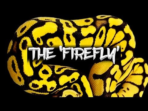 The 'Firefly' Ball Python