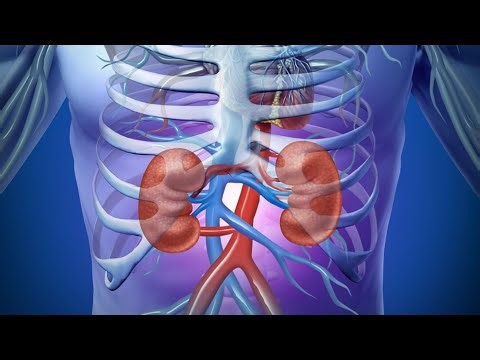 Where Are Your Kidneys Located?