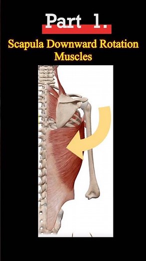 Scapula Downward Rotation Part 1. Muscle Action. Shoulder Girdle Anatomy. Scapulothoracic joint.