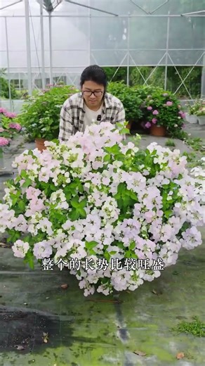 The hydrangea Runaway Bride is hardy and vigorous. It performs very well. For pruning just