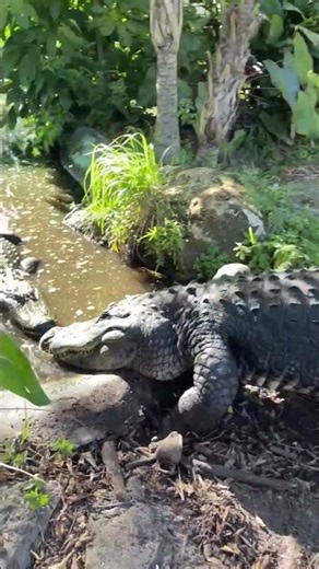 Chilling with a thicc reptile 🦎 🐊