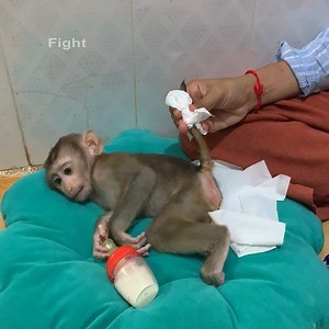 5.7K views · 172 reactions | Adorable baby monkey sleep wait mom clean his body and wears new urine pants | Monkey ROJO | Facebook