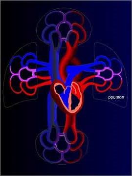 Système circulatoire