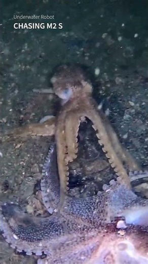 Stop, stop! He's already dead! #rov #underwaterdrone